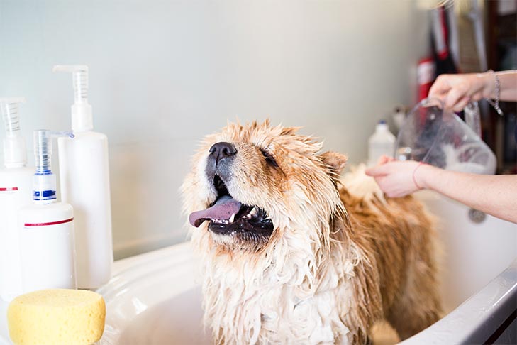 Bathe regularly your pet