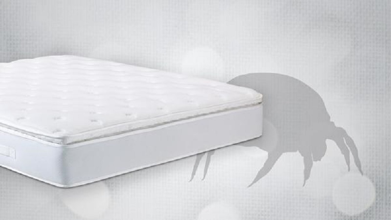 How to get rid of dust mites in mattress? Incredible solution