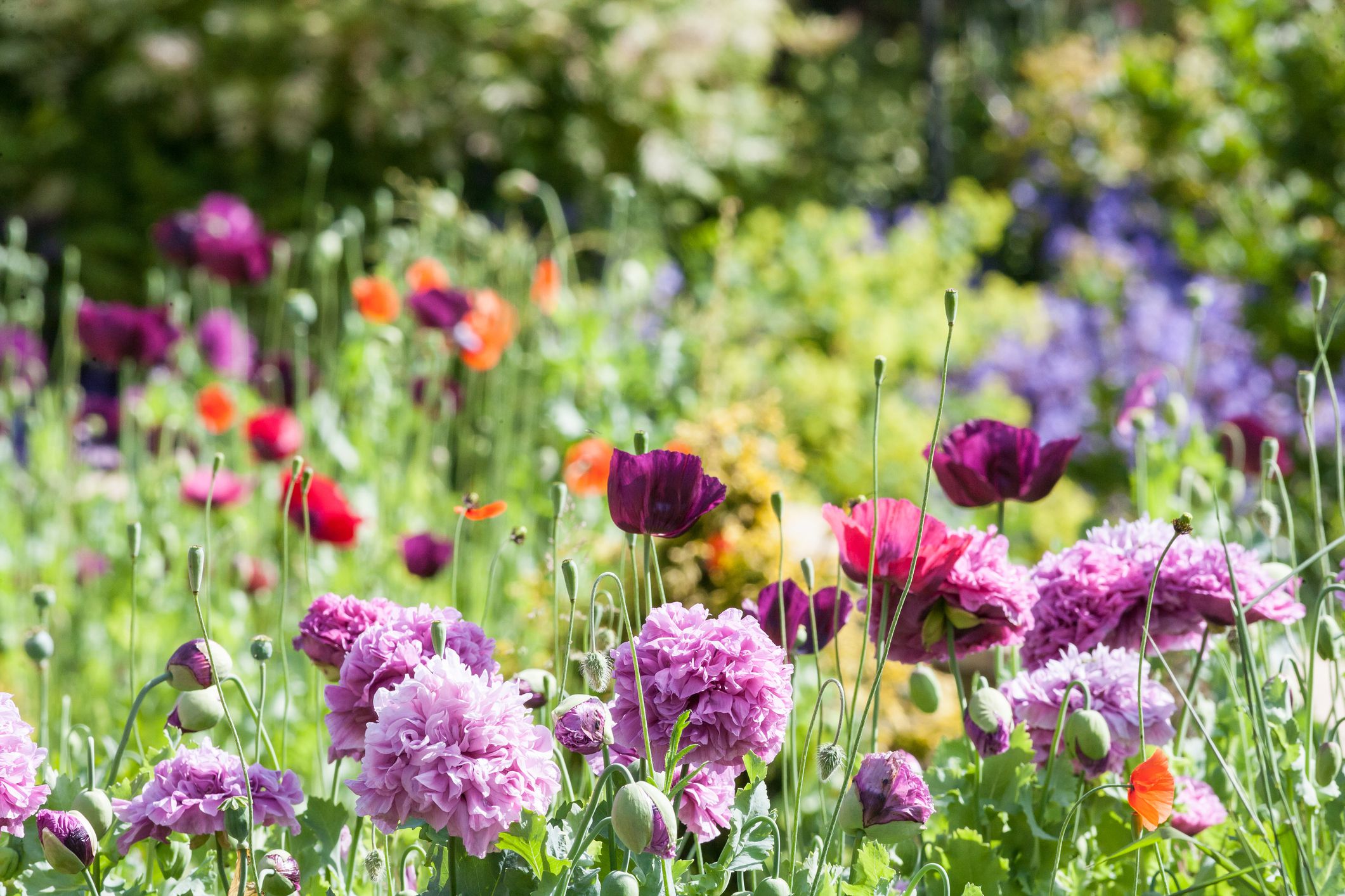 Plants with outdoor flowers