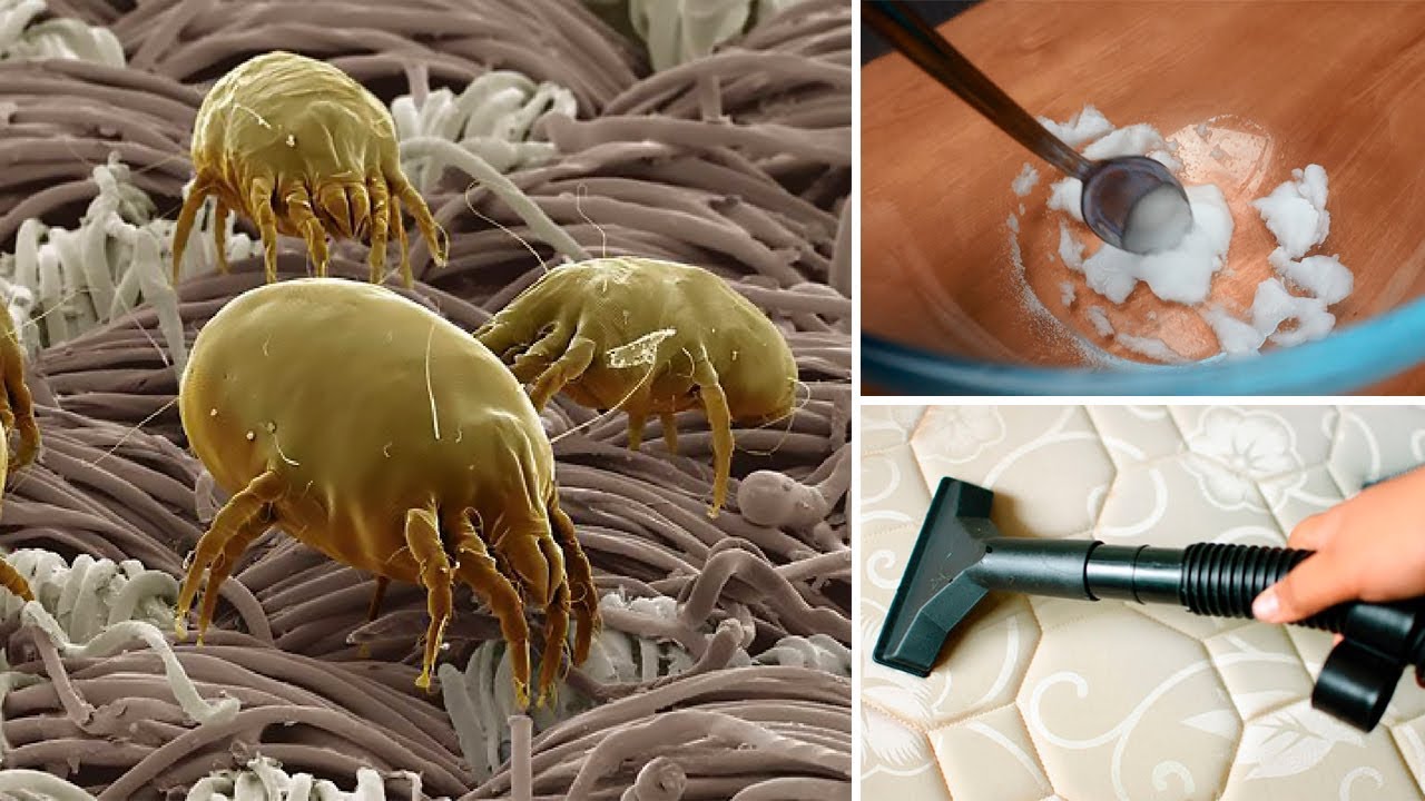 dust mites in mattress