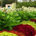 flower bed designs for front of house