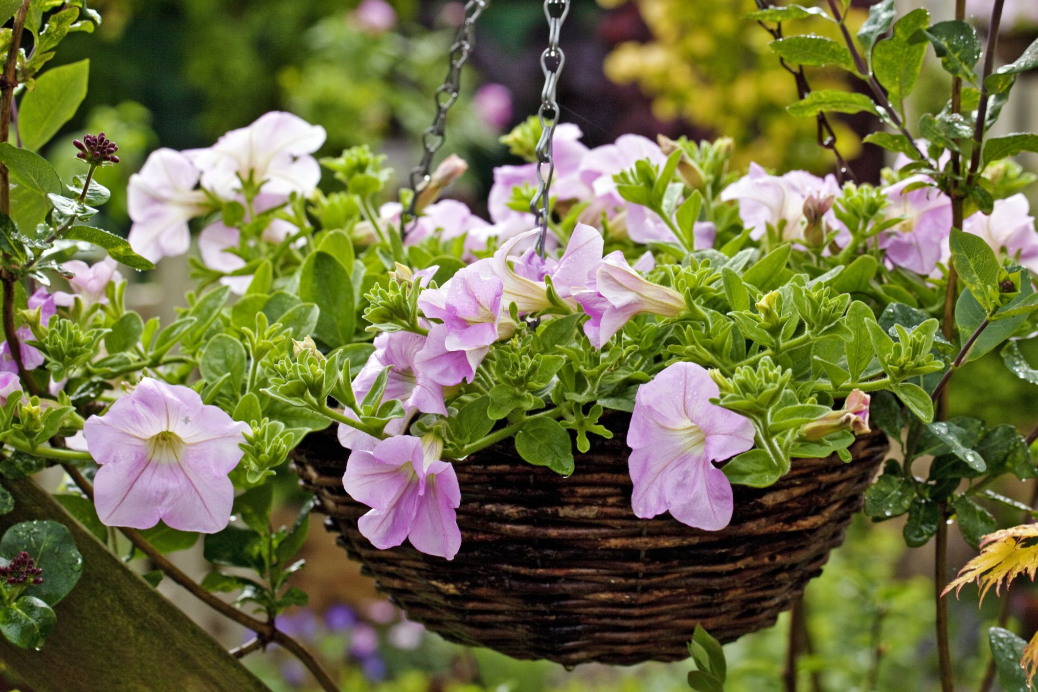 flowers outside in autumn and winter