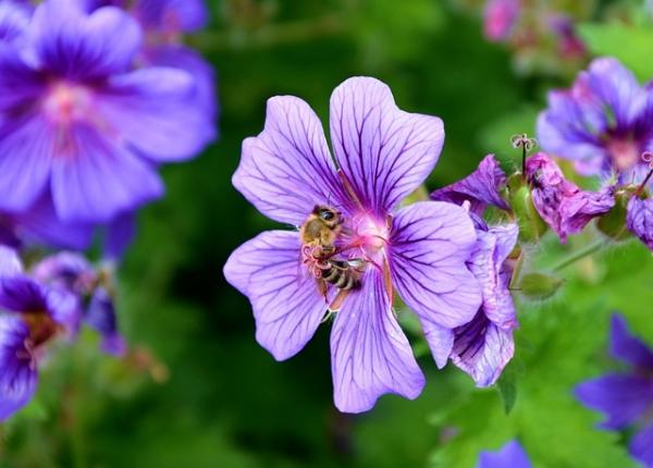 flowers outside in spring and summer