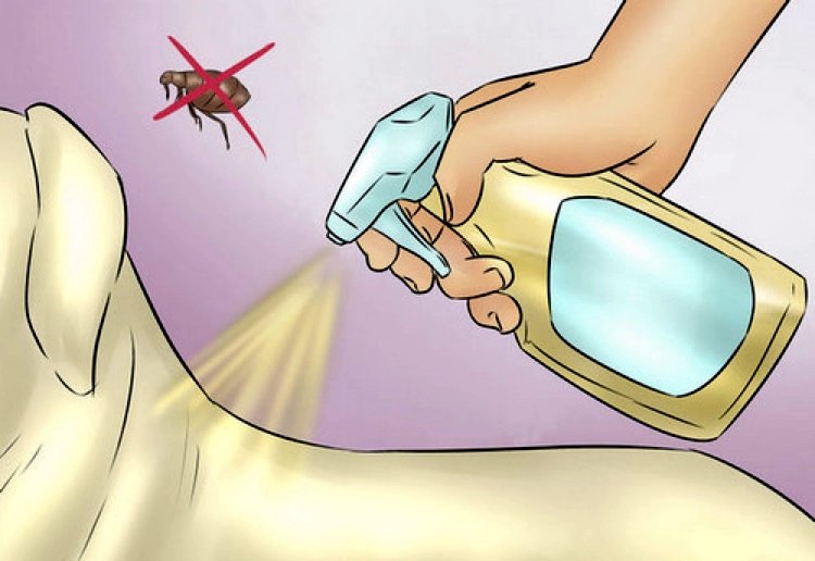 home remedies to get rid of fleas