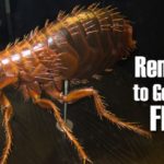 home remedies to get rid of fleas
