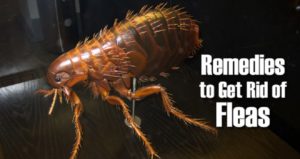home remedies to get rid of fleas