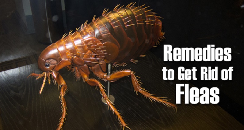Home remedies to get rid of fleas from your home
