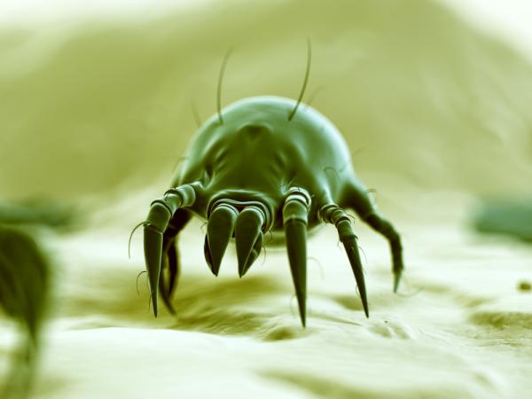 mites