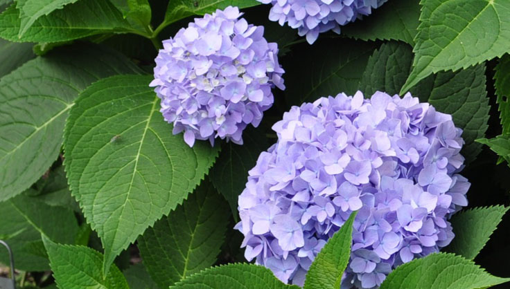 blue hydrangeas care