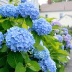 Blue hydrangeas care