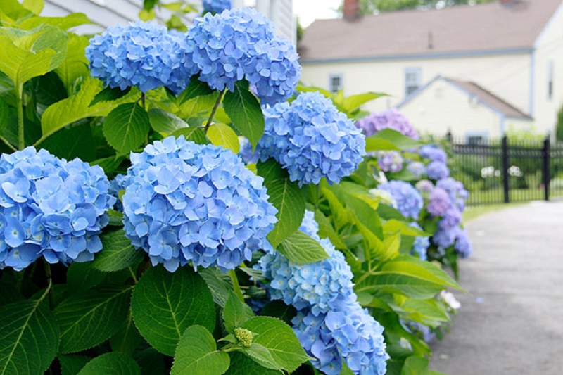 Blue hydrangeas care