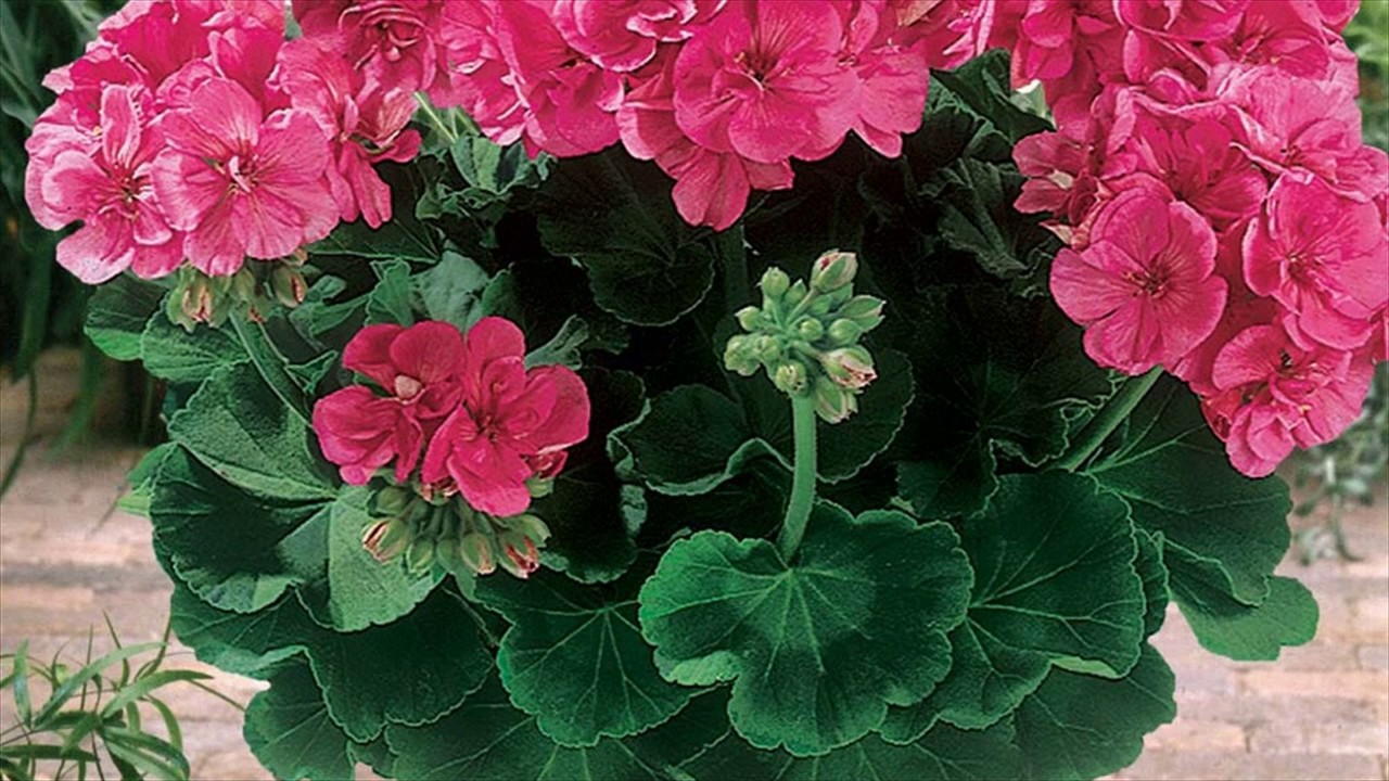 Geraniums care