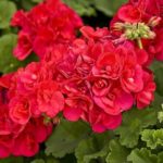 how to care for geraniums
