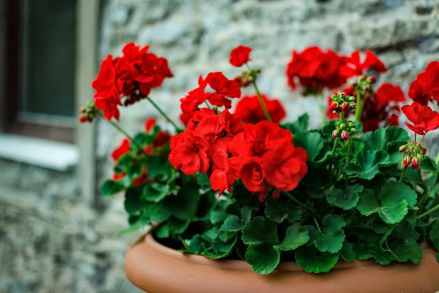 how to care for geraniums