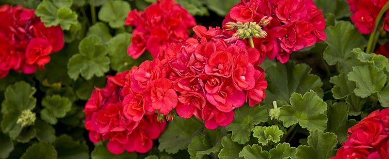 How to care for geraniums? Step by step