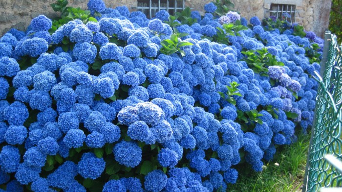 locate blue hydrangeas