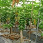 How to plant papaya