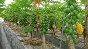 How to plant papaya