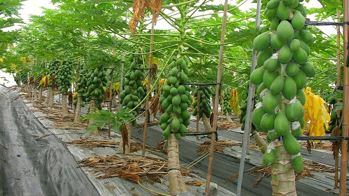 How to plant papaya tree at pot, home and garden?