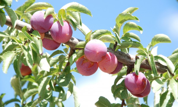 How to protect fruit trees from birds