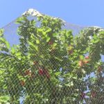 How to protect fruit trees from birds