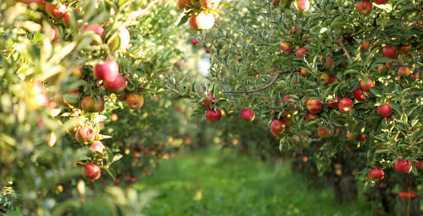 How to protect fruit trees from birds