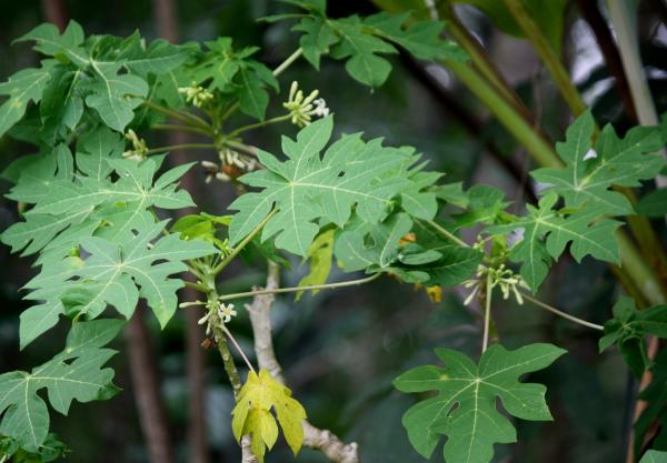 transplant a papaya plant