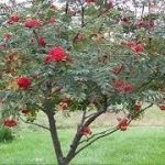 Tips for Planting a Tree in your Garden2