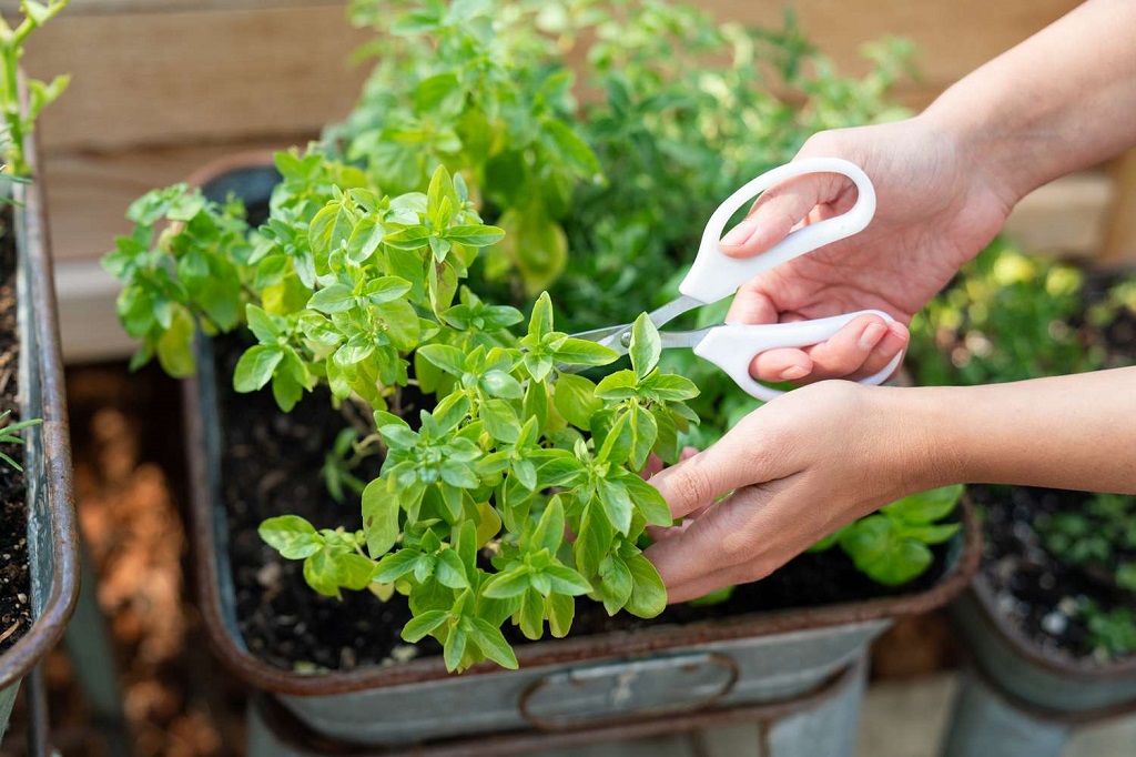 Master Herb Garden Care