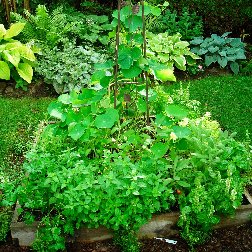 Master Herb Garden Care