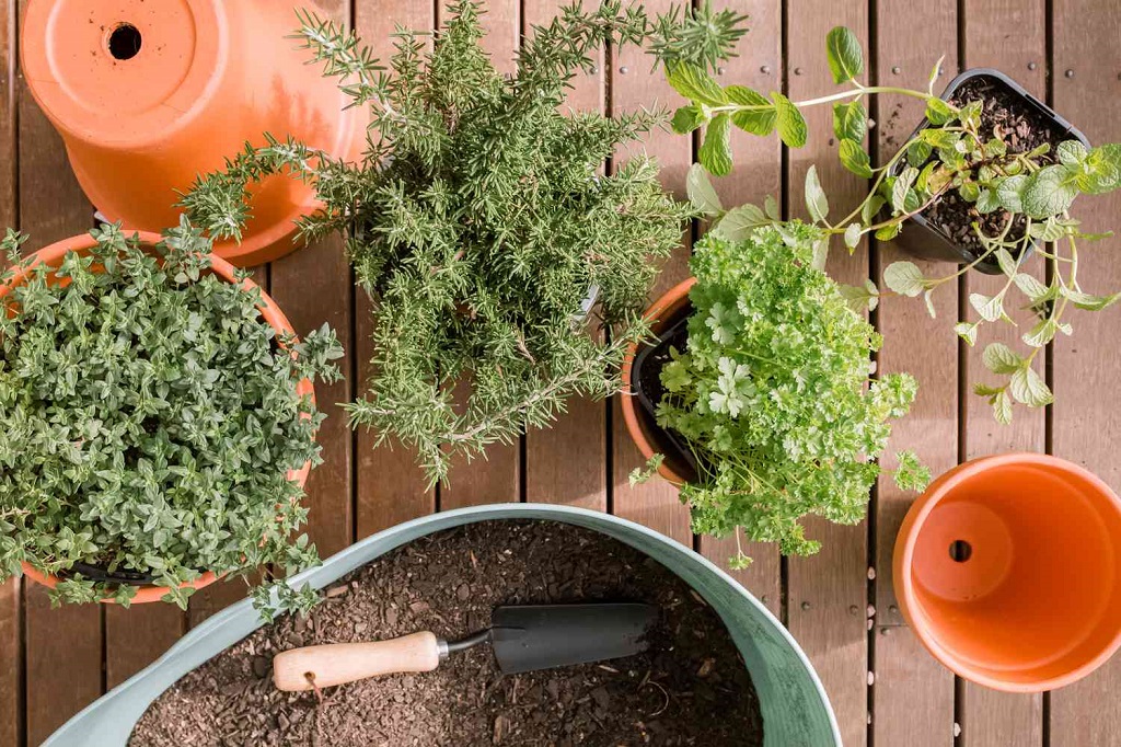 Master Herb Garden Care