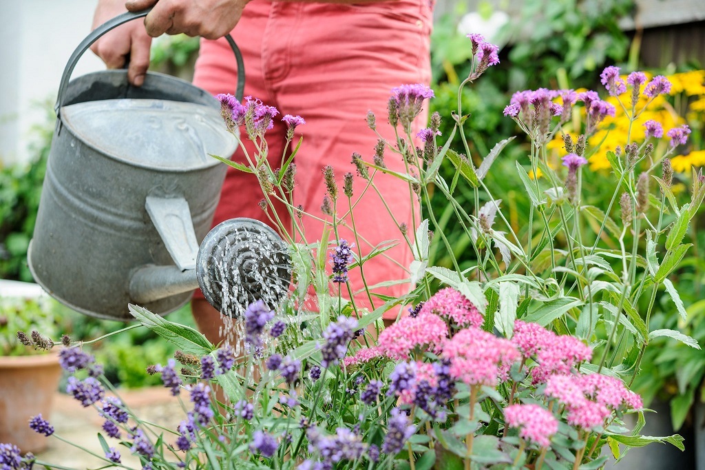 How do you take care of a flowering plant?