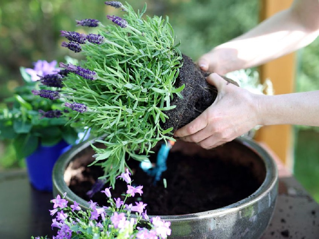 What are the container used in gardening?