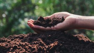 What is the difference between garden soil and potting soil?